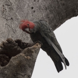 Callocephalon fimbriatum at Bruce, ACT - 15 Sep 2018