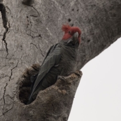 Callocephalon fimbriatum at Bruce, ACT - 15 Sep 2018