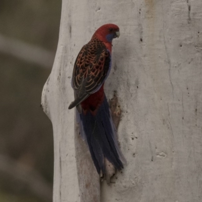 Platycercus elegans (Crimson Rosella) at GG33 - 15 Sep 2018 by Alison Milton