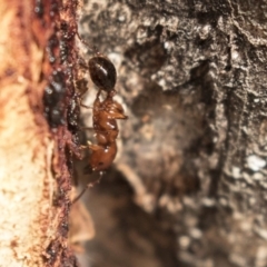 Podomyrma gratiosa (Muscleman tree ant) at Bruce Ridge to Gossan Hill - 15 Sep 2018 by AlisonMilton