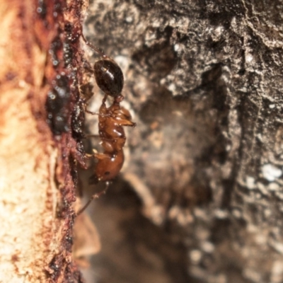 Podomyrma gratiosa (Muscleman tree ant) at Bruce Ridge to Gossan Hill - 15 Sep 2018 by AlisonMilton