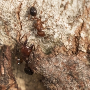 Podomyrma gratiosa at Bruce, ACT - 15 Sep 2018