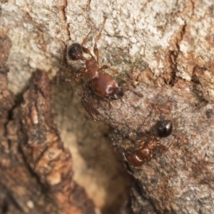 Podomyrma gratiosa at Bruce, ACT - 15 Sep 2018