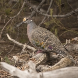 Phaps chalcoptera at Bruce, ACT - 15 Sep 2018