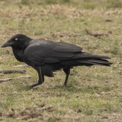 Corvus coronoides (Australian Raven) at Bruce Ridge to Gossan Hill - 15 Sep 2018 by AlisonMilton
