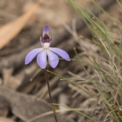 Cyanicula caerulea (Blue Fingers, Blue Fairies) at Bruce, ACT - 15 Sep 2018 by AlisonMilton