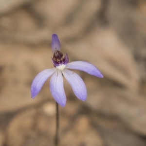 Cyanicula caerulea at Bruce, ACT - 15 Sep 2018