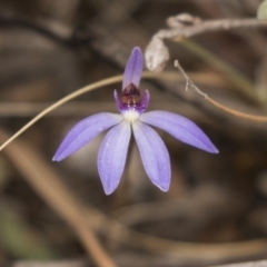 Cyanicula caerulea at Bruce, ACT - 15 Sep 2018