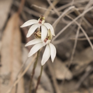 Caladenia fuscata at Bruce, ACT - 15 Sep 2018