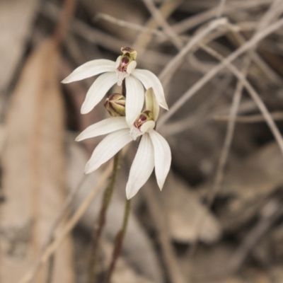 Caladenia fuscata (Dusky Fingers) at Bruce, ACT - 15 Sep 2018 by AlisonMilton