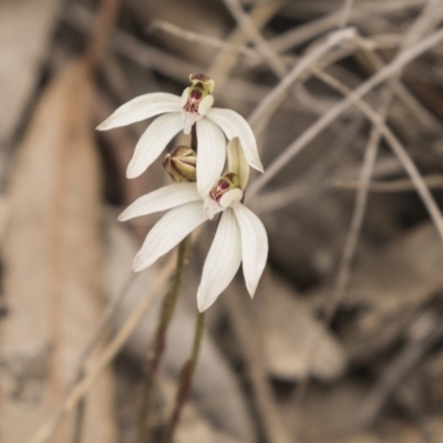 Caladenia fuscata (Dusky Fingers) at Gossan Hill - 15 Sep 2018 by AlisonMilton