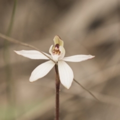 Caladenia fuscata at Bruce, ACT - 15 Sep 2018