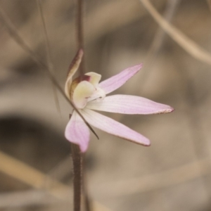 Caladenia fuscata at Bruce, ACT - 15 Sep 2018