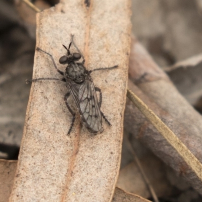 Atomosiini sp. (tribe) (Atomosiine robber fly) at Bruce, ACT - 15 Sep 2018 by Alison Milton