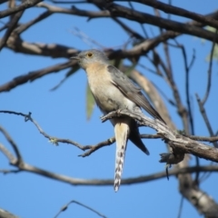 Cacomantis flabelliformis (Fan-tailed Cuckoo) at QPRC LGA - 15 Sep 2018 by KumikoCallaway