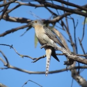 Cacomantis flabelliformis at Carwoola, NSW - 15 Sep 2018