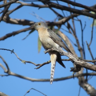 Cacomantis flabelliformis (Fan-tailed Cuckoo) at Carwoola, NSW - 15 Sep 2018 by KumikoCallaway