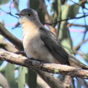 Cacomantis flabelliformis at Carwoola, NSW - 15 Sep 2018 10:18 AM