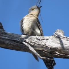 Cacomantis flabelliformis at Carwoola, NSW - 15 Sep 2018