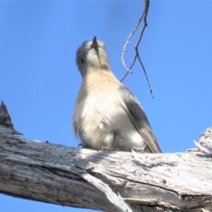 Cacomantis flabelliformis at Carwoola, NSW - 15 Sep 2018 10:18 AM