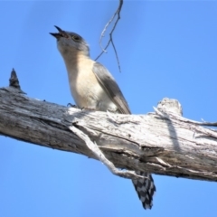 Cacomantis flabelliformis at Carwoola, NSW - 15 Sep 2018 10:18 AM