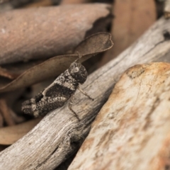 Brachyexarna lobipennis (Stripewinged meadow grasshopper) at Bruce, ACT - 15 Sep 2018 by Alison Milton