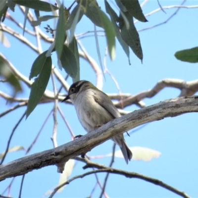 Melithreptus brevirostris (Brown-headed Honeyeater) at Carwoola, NSW - 15 Sep 2018 by KumikoCallaway