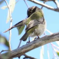 Melithreptus brevirostris at Carwoola, NSW - 15 Sep 2018