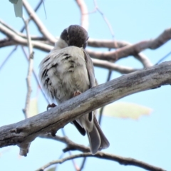 Melithreptus brevirostris at Carwoola, NSW - 15 Sep 2018