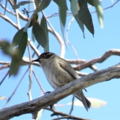 Melithreptus brevirostris at Carwoola, NSW - 15 Sep 2018 10:14 AM