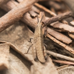 Goniaea sp. (genus) (A gumleaf grasshopper) at Bruce Ridge to Gossan Hill - 15 Sep 2018 by AlisonMilton