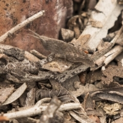 Goniaea sp. (genus) at Bruce, ACT - 15 Sep 2018