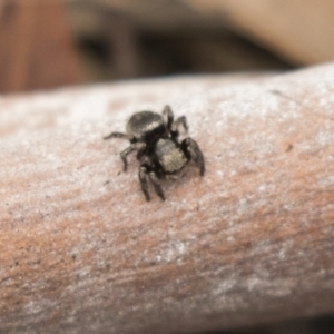 Salticidae sp. 'Golden palps' at Bruce, ACT - 15 Sep 2018 12:12 PM