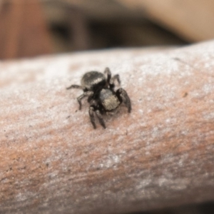 Salticidae sp. 'Golden palps' at Bruce, ACT - 15 Sep 2018
