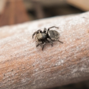 Salticidae sp. 'Golden palps' at Bruce, ACT - 15 Sep 2018 12:12 PM