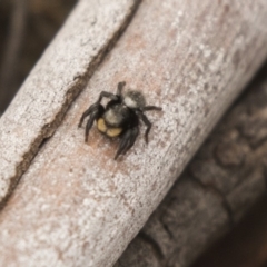 Salticidae sp. 'Golden palps' at Bruce, ACT - 15 Sep 2018