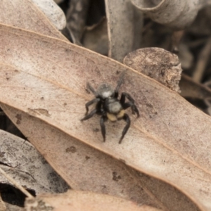 Salticidae sp. 'Golden palps' at Bruce, ACT - 15 Sep 2018 12:12 PM