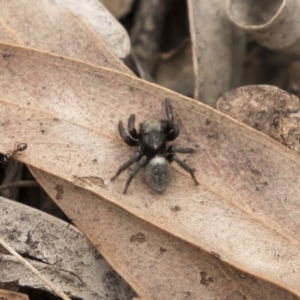 Salticidae sp. 'Golden palps' at Bruce, ACT - 15 Sep 2018