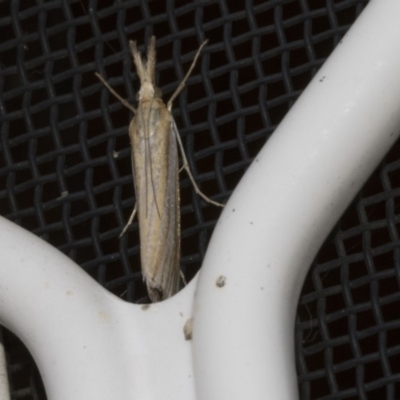 Hednota species near grammellus (Pyralid or snout moth) at Higgins, ACT - 26 Feb 2018 by Alison Milton