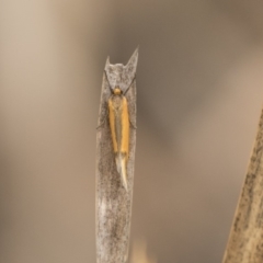 Philobota undescribed species near arabella (A concealer moth) at Bruce Ridge to Gossan Hill - 15 Sep 2018 by AlisonMilton