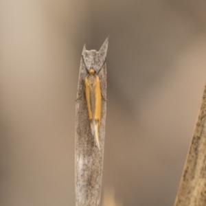 Philobota undescribed species near arabella at Bruce, ACT - 15 Sep 2018