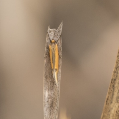Philobota undescribed species near arabella (A concealer moth) at Bruce, ACT - 15 Sep 2018 by AlisonMilton