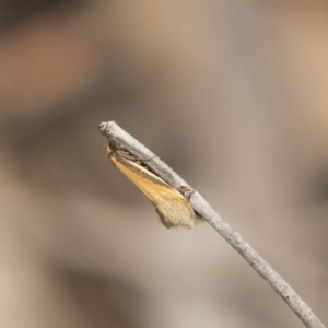 Philobota undescribed species near arabella at Bruce, ACT - 15 Sep 2018