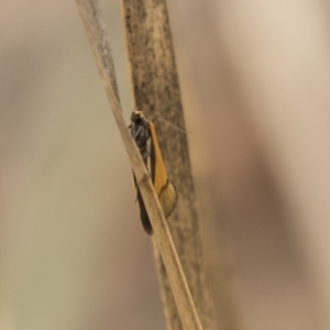 Philobota undescribed species near arabella at Bruce, ACT - 15 Sep 2018
