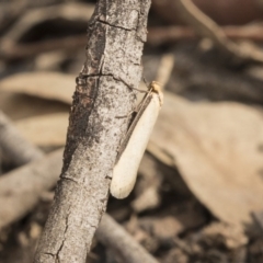 Philobota mathematica group undescribed species. (A concealer moth) at Bruce Ridge to Gossan Hill - 15 Sep 2018 by AlisonMilton