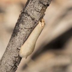 Philobota mathematica group undescribed species. at Bruce, ACT - 15 Sep 2018