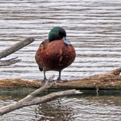 Anas castanea (Chestnut Teal) at Fyshwick, ACT - 15 Sep 2018 by RodDeb