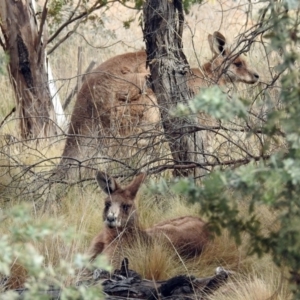 Macropus giganteus at Fyshwick, ACT - 15 Sep 2018 11:52 AM