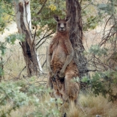 Macropus giganteus at Fyshwick, ACT - 15 Sep 2018