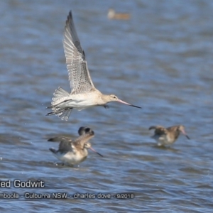 Limosa lapponica at Jervis Bay National Park - 12 Sep 2018 12:00 AM